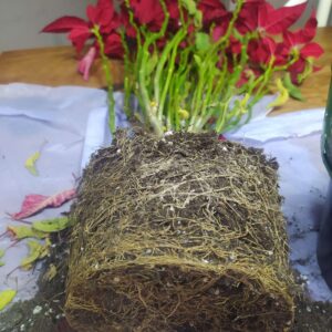 Abono-organico-ecologico-flor-de-pascua-navidad-Ekaia-Eko-Compost-6.